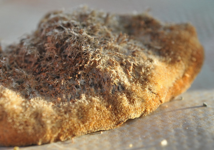 Aphyllophorales corso
